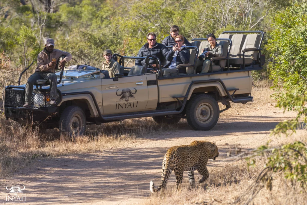 Leopard Spotting at Sabi Sand Game Reserve's Inyati Lodge