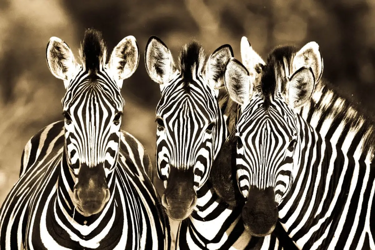 Zebra at Sabi Sands Game Reserve Zebra at Sabi Sands Game Reserve