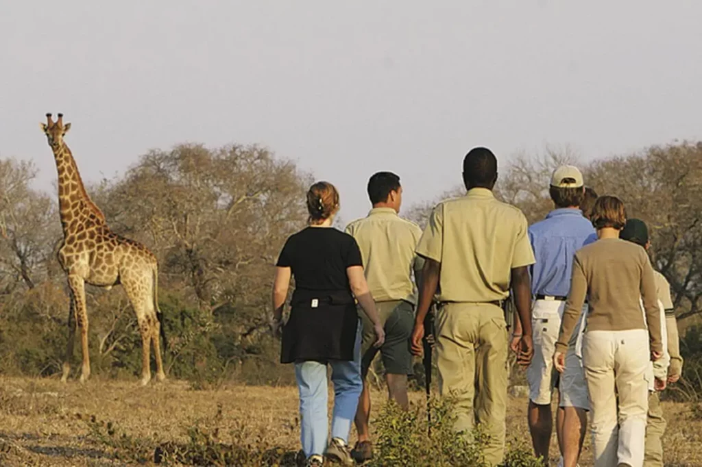 Walking safari with giraffe
