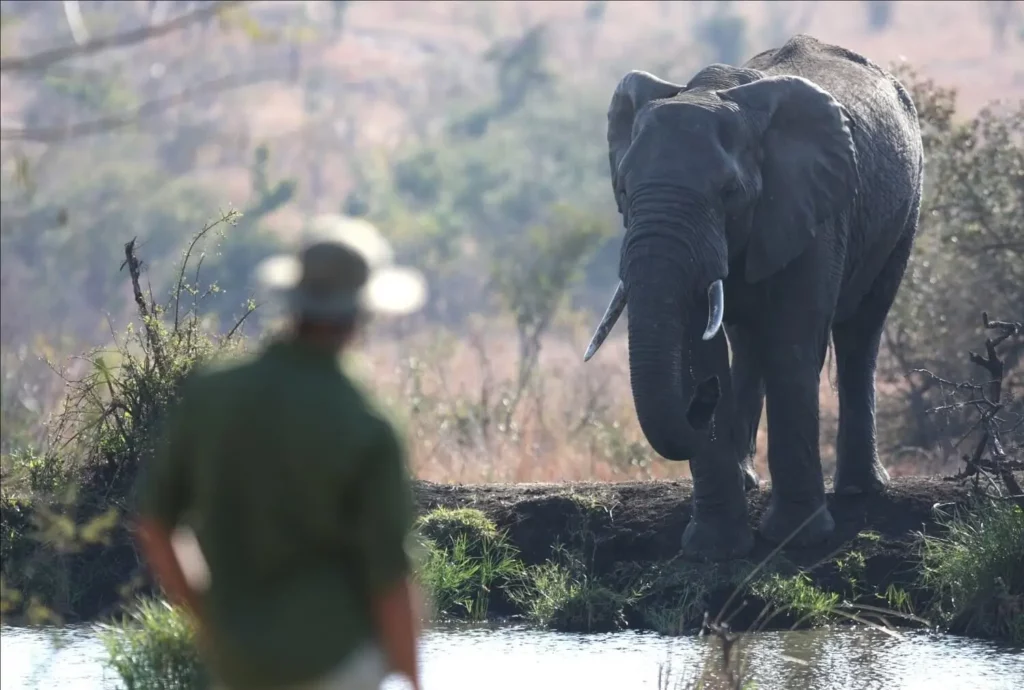 Elephant Sighting on Bush Walk