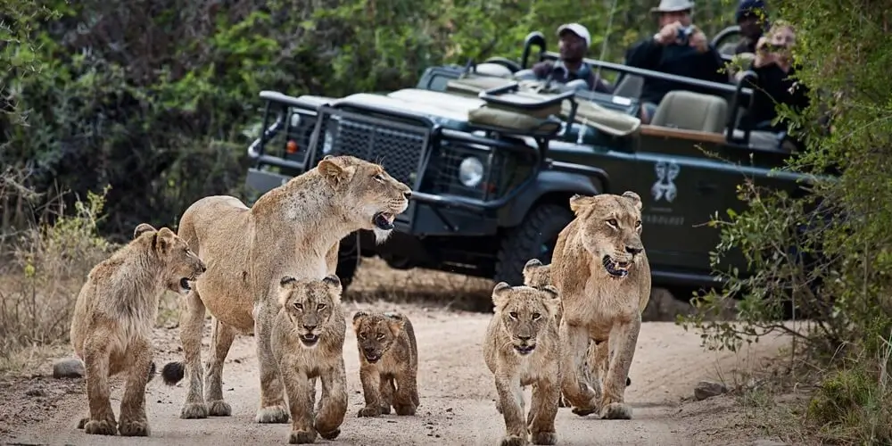 Lions on Game Drive at Londolozi Game Drive