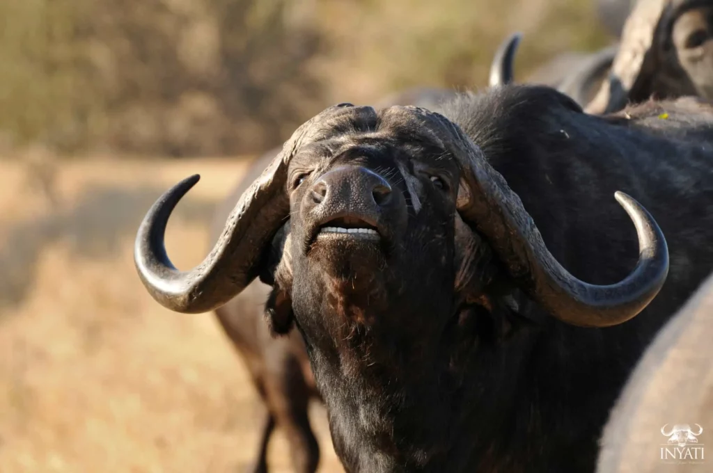 African Buffalo