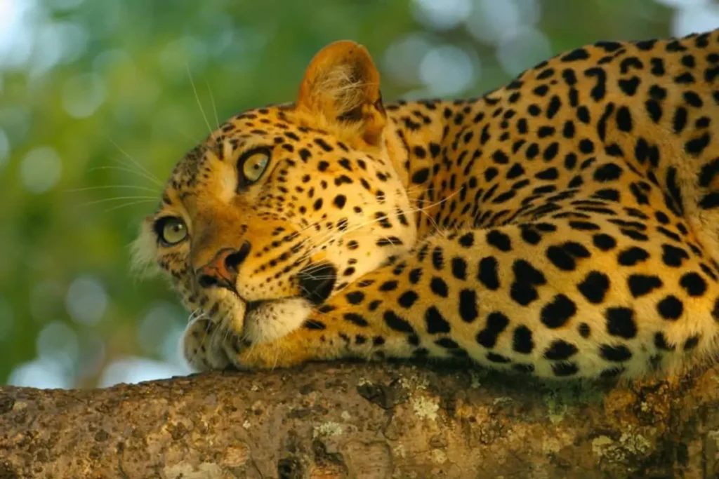 Leopard in a Tree