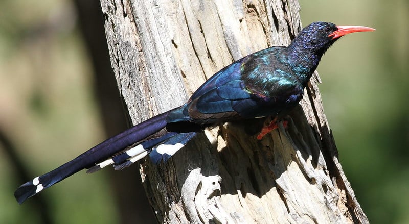 Green Wood Hoopoe