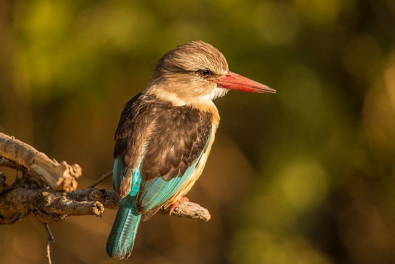 Brown-hooded Kingfisher