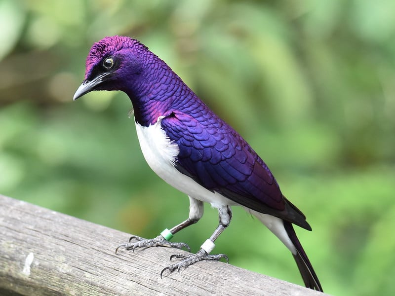 Violet-backed Starling