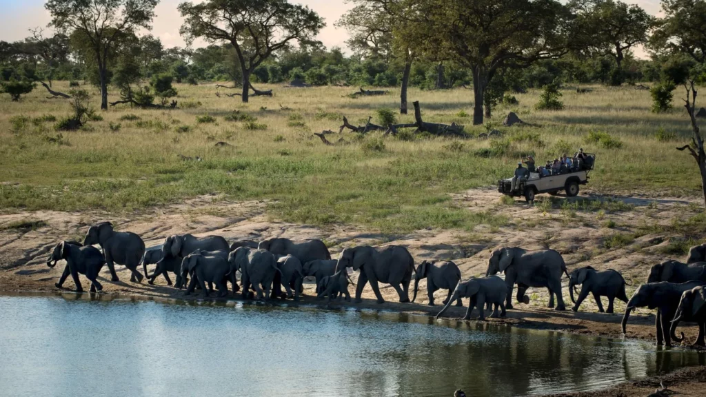 Understanding Predator-Prey Relationships in Sabi Sands Ecosystem - Sabi Sands Game Reserve