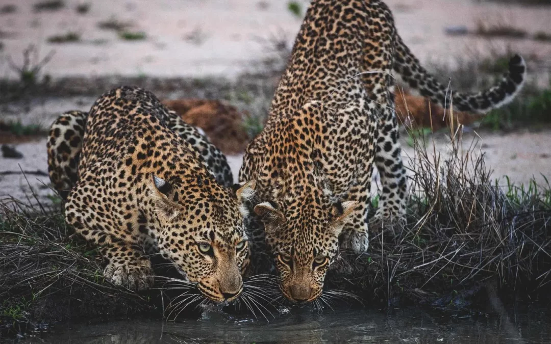 Is Sabi Sands the Best Safari in South Africa? The Ultimate Expert Answer