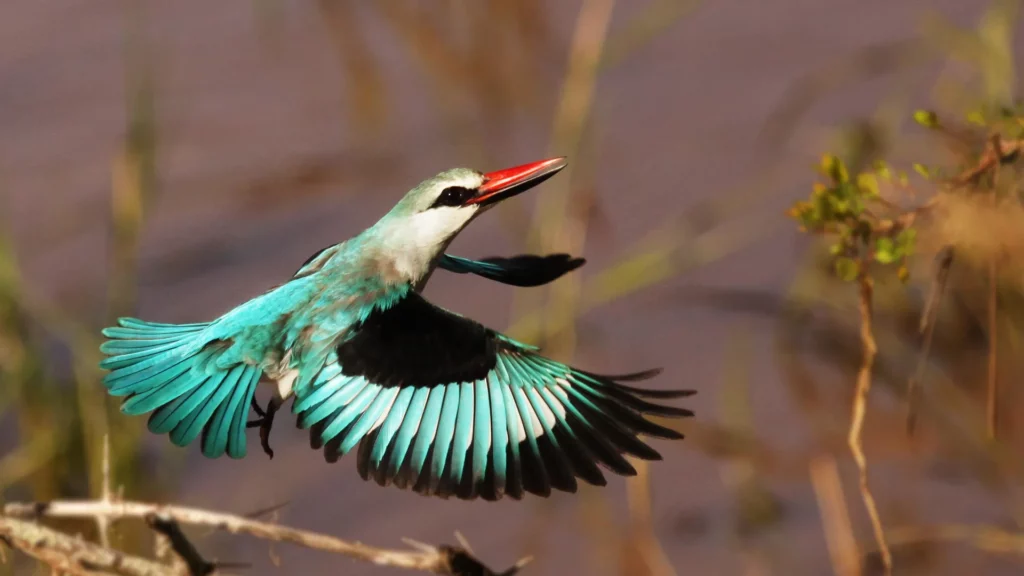 Woodlands Kingfisher in flight