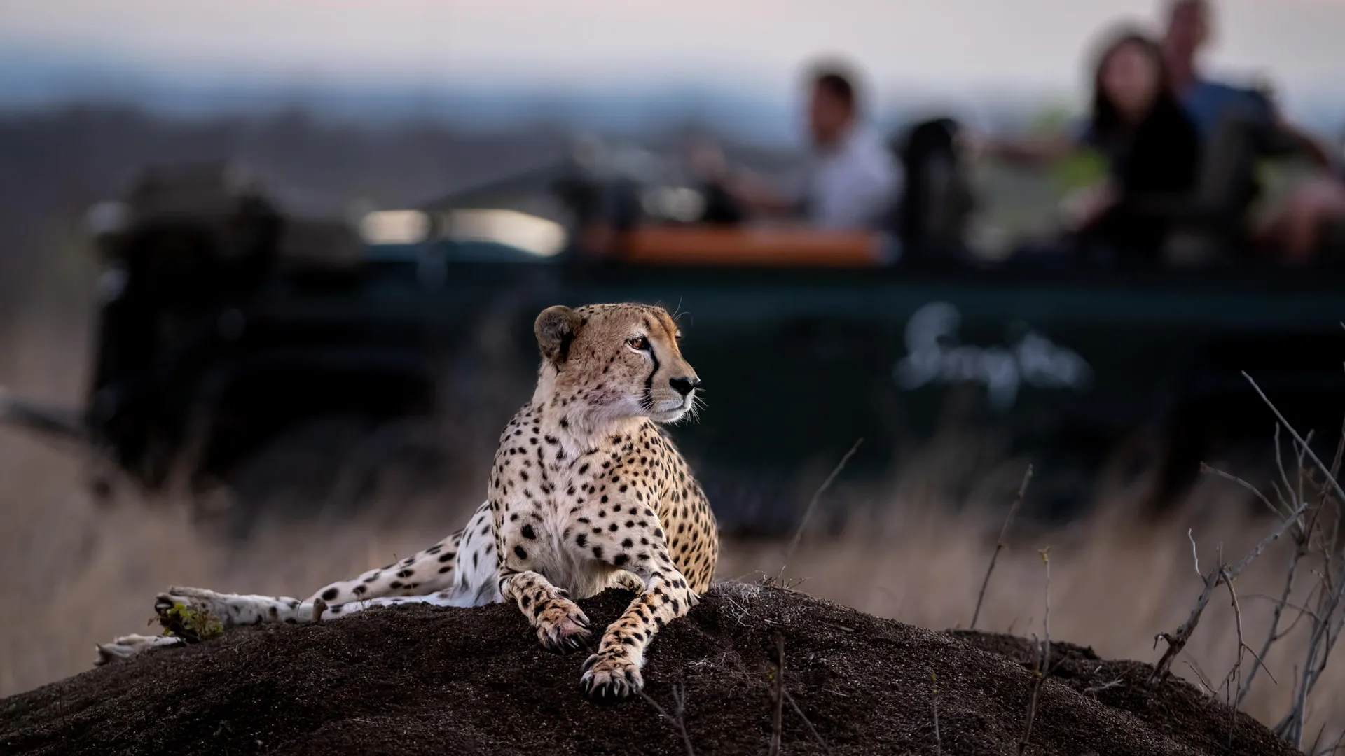 Singita Cheetah Cheetah Spotted on Safari