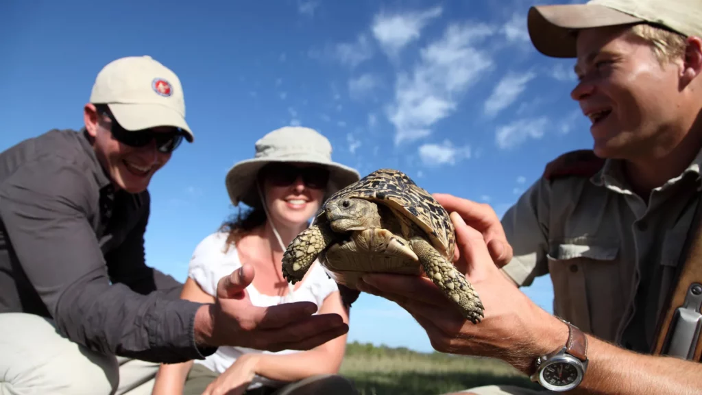 Tortoise found on Walking Safari