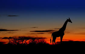 Complete Guide to Game Drives at Mala Mala: What to Expect and When to Go