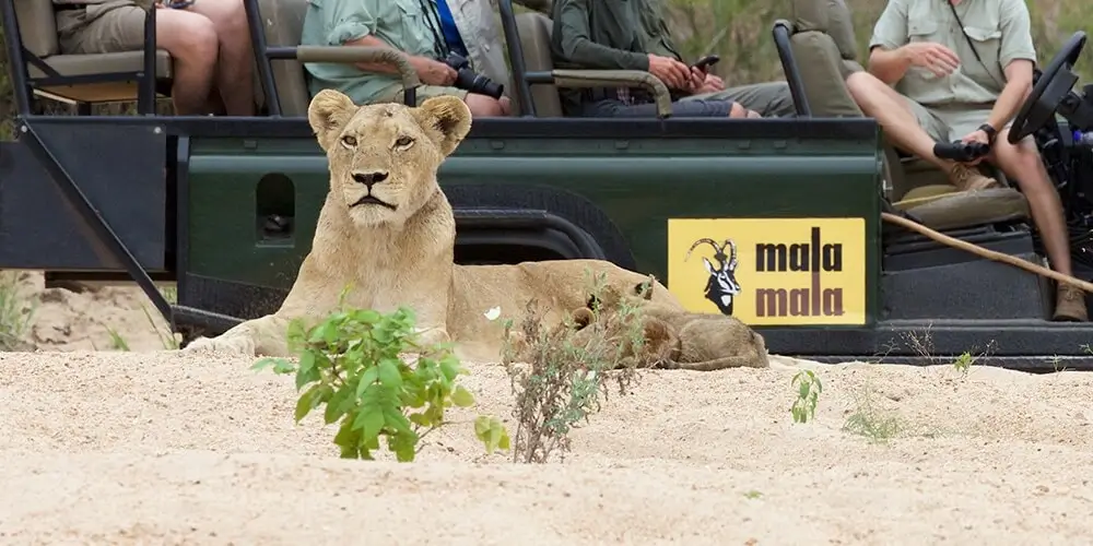 Lion at Mala Mala Game Drive
