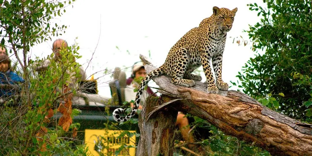 Leopard on Mala Mala Game Drive