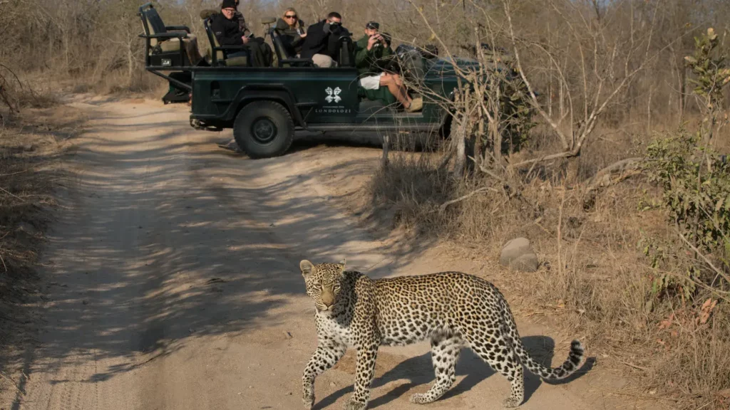 Londolozi Game Drive viewing leopard