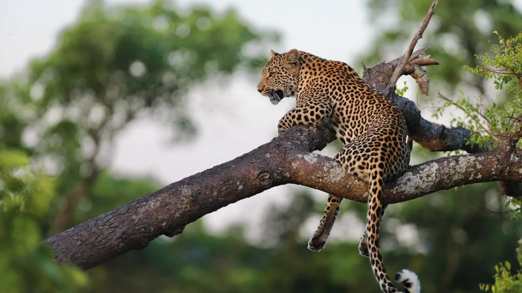 Leopard in Tree at Royal Malewane