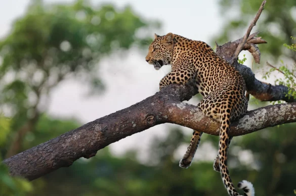 Tips for Enhancing Your Sabi Sands Wildlife Photography