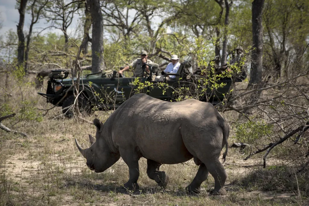 Sustainable Safari: How Tengile River Lodge Is Leading Conservation Tourism - Sabi Sands Game Reserve