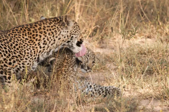The Leopards of Sabi Sands: Which Lodge Offers the Best Sightings?