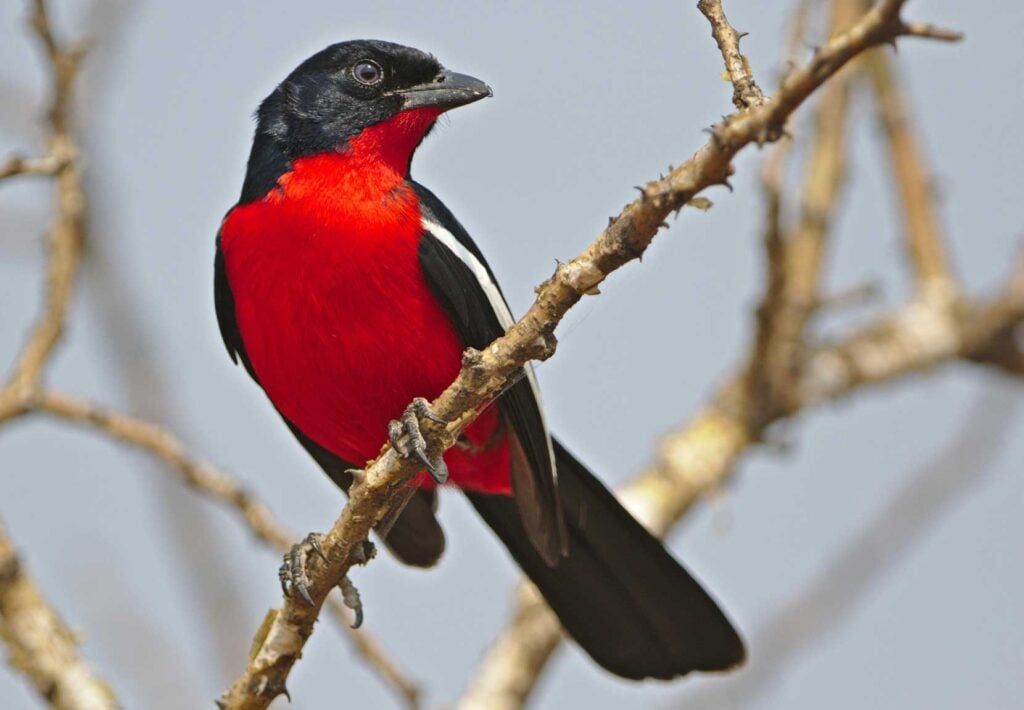 Birding Bucket List: An Unforgettable 200+ Species at Kirkman's Kamp - Sabi Sands Game Reserve