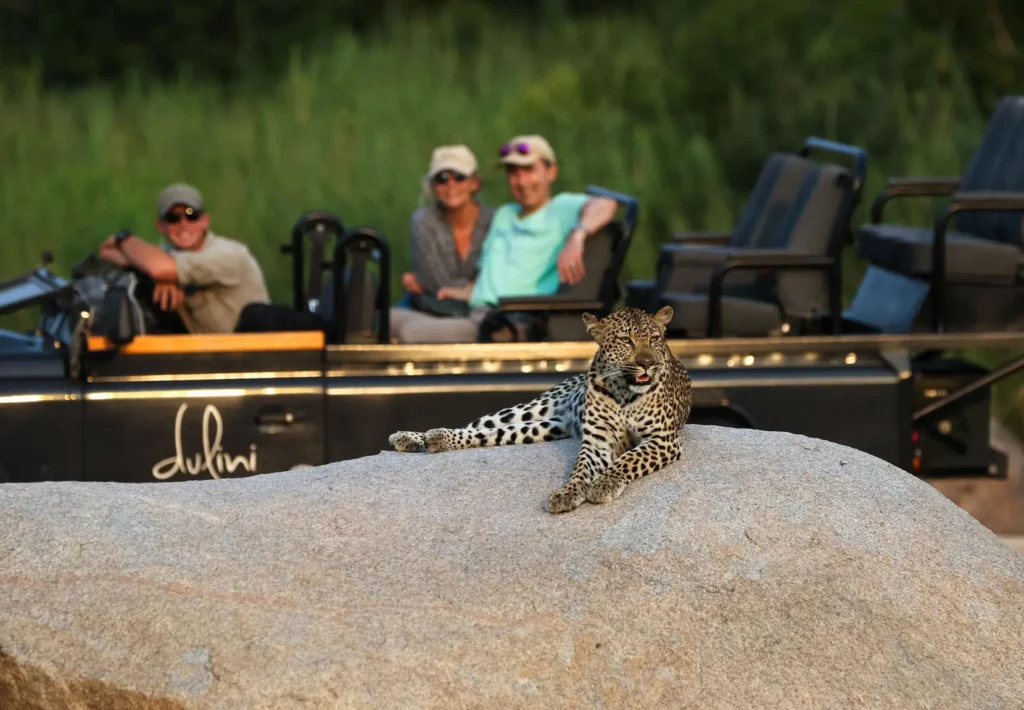 Leopard spotted on a game drive