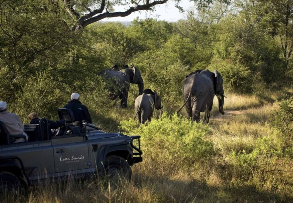 Educational Safari: How Lion Sands Tinga Lodge Teaches Kids About Conservation - Sabi Sands Game Reserve