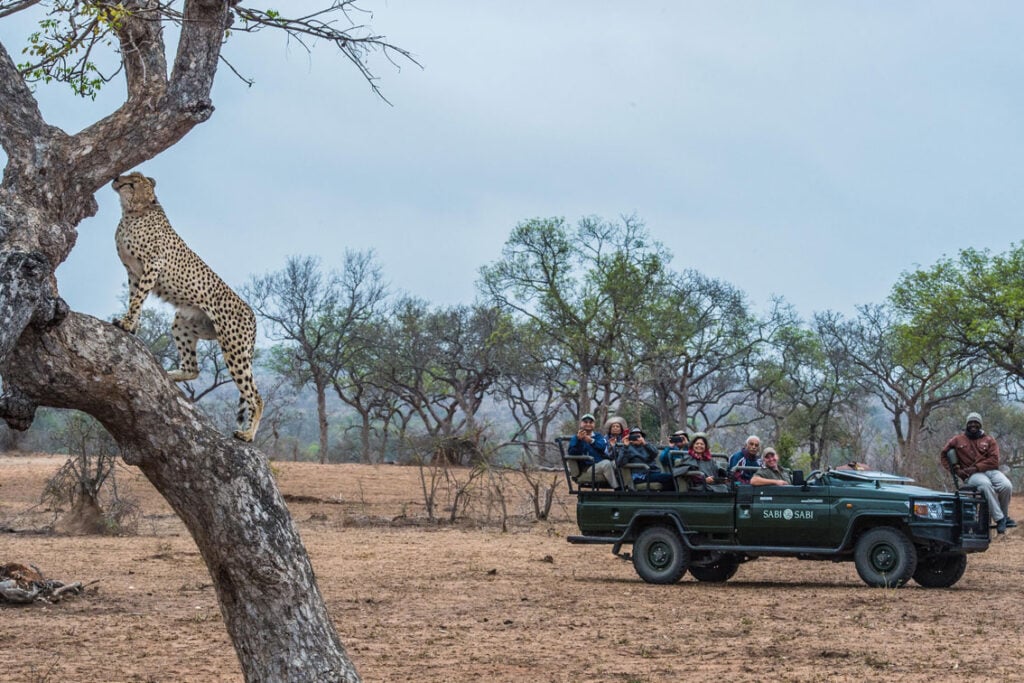 Multi-generational safari