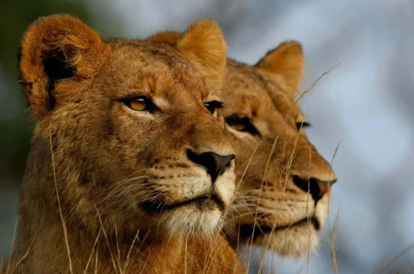 Big Cat Photography at Leopard Hills Lodge: Camera Settings & Best Spots for Leopard Shots