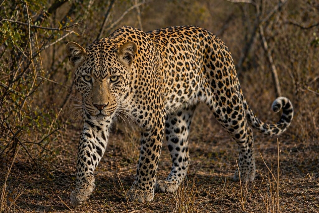 Multi-Generational Safari: Why Sabi Sabi Bush Lodge Works for Grandparents & Grandkids - Sabi Sands Game Reserve