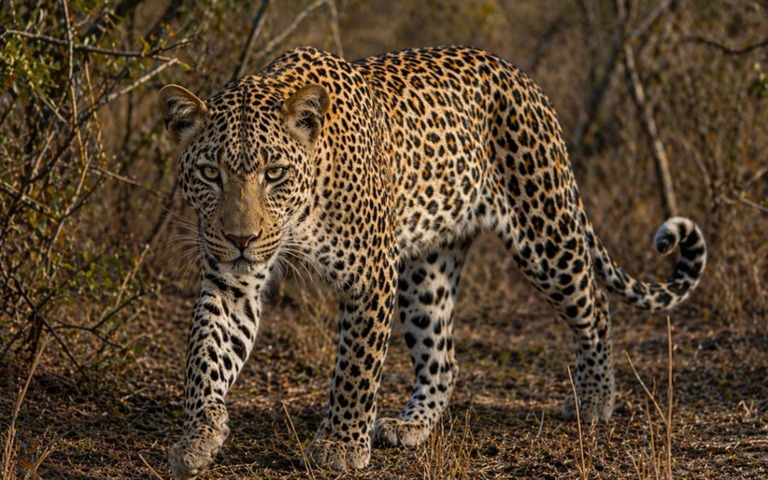 Sabi Sand Game Reserve — The Definitive Safari Guide for 2026