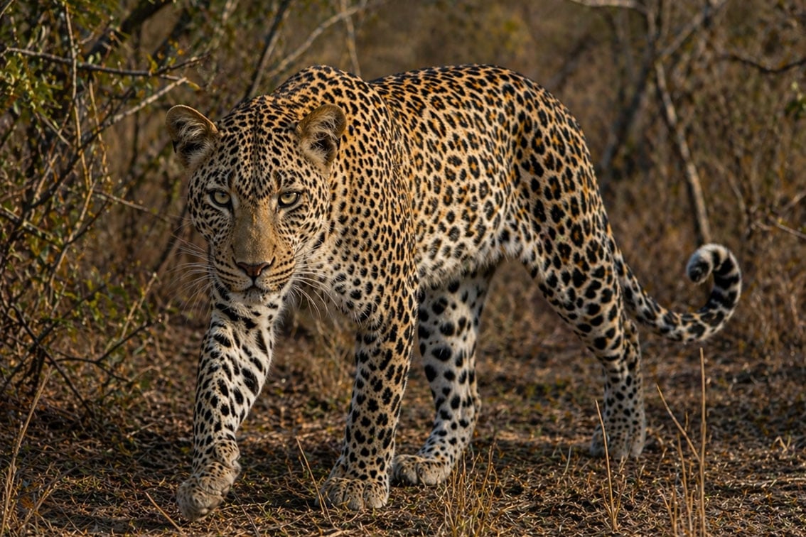 Leopard sighting at Sabi Sands Game Reserve
