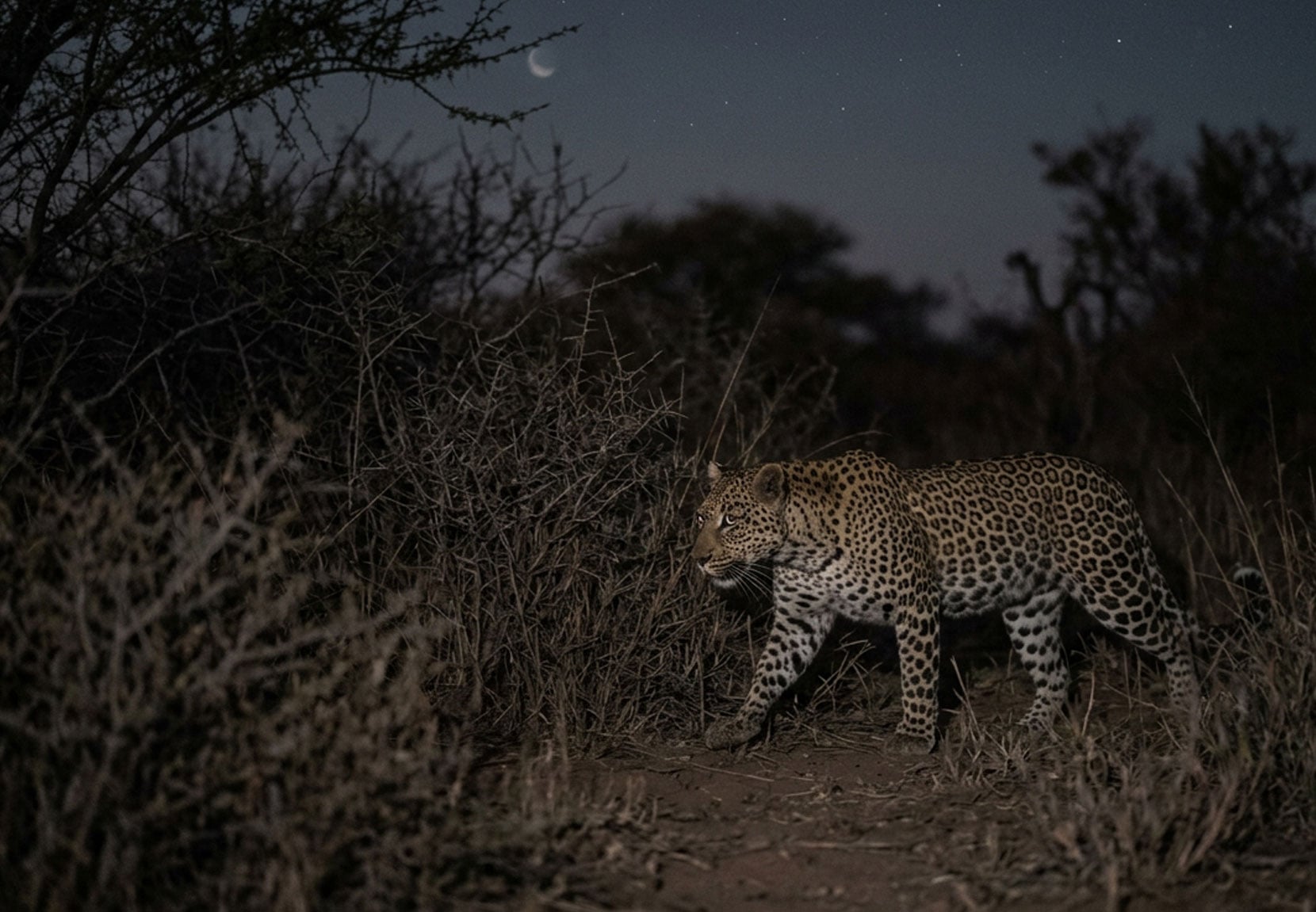 Leopard-at-Night