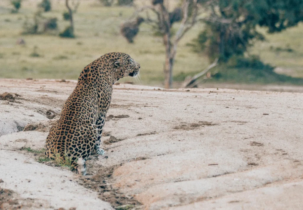 Leopard on Chitwa dam wall