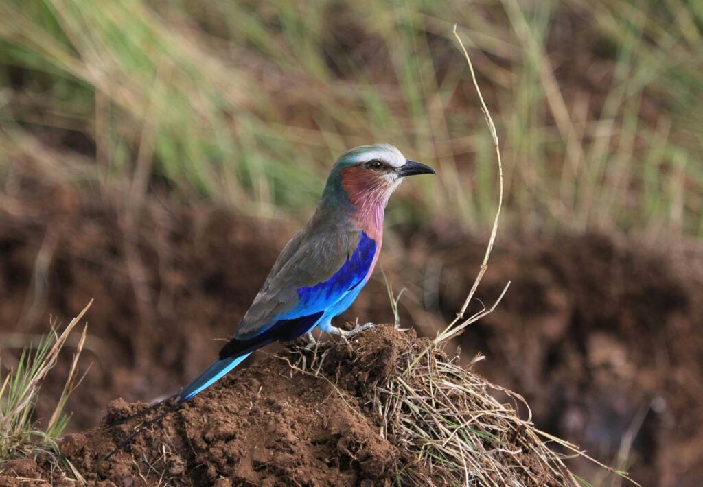 Birding Bucket List: An Unforgettable 200+ Species at Kirkman's Kamp - Sabi Sands Game Reserve