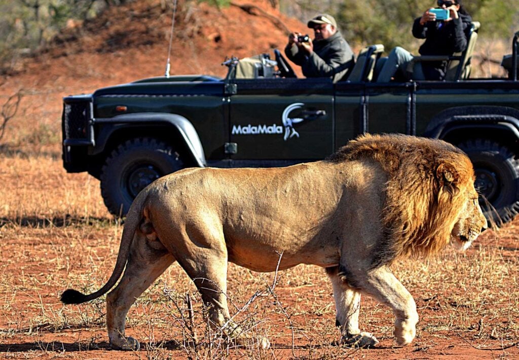 Remarkable Conservation in Action at MalaMala Camp’s Powerful Anti-Poaching Unit - Sabi Sands Game Reserve