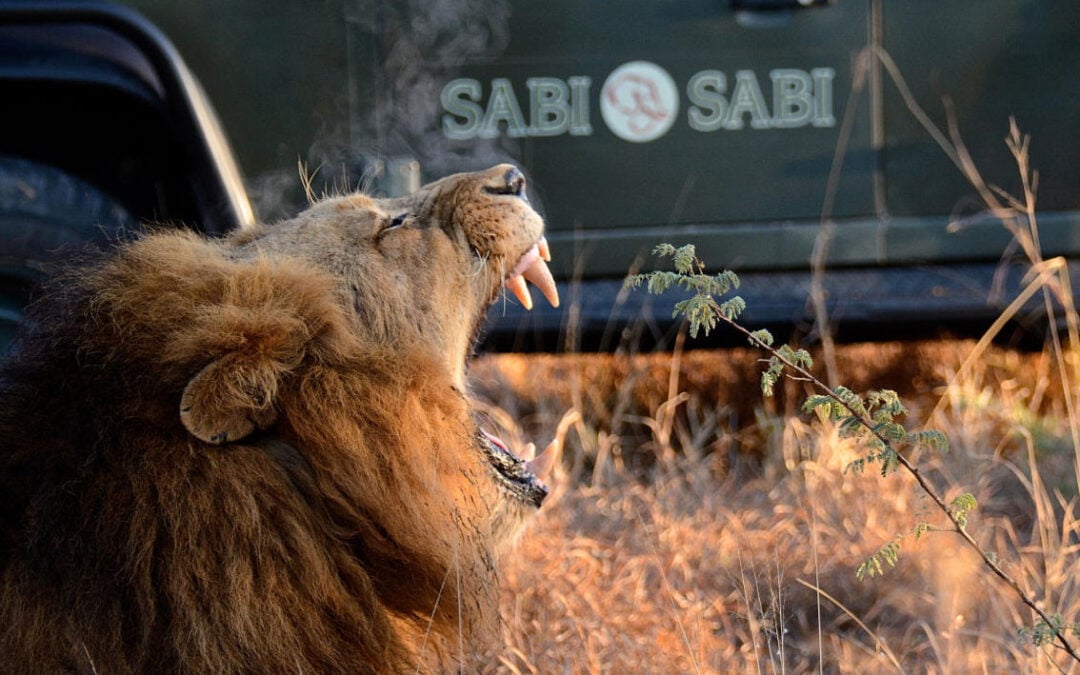 Multi-Generational Safari: Why Sabi Sabi Bush Lodge Works for Grandparents & Grandkids