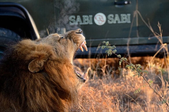 Sabi Sands Game Reserve: The Complete Guide