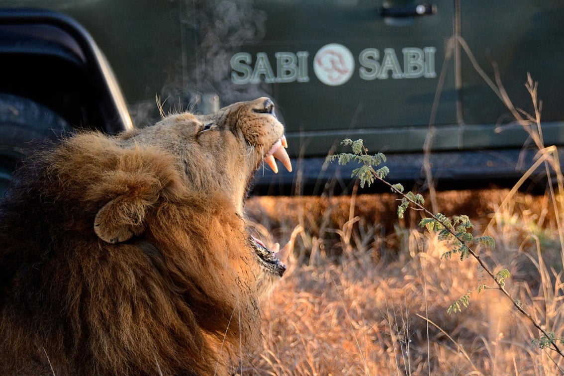 Lion-Sighting-Sabi-Sabi-Bush-Lodge