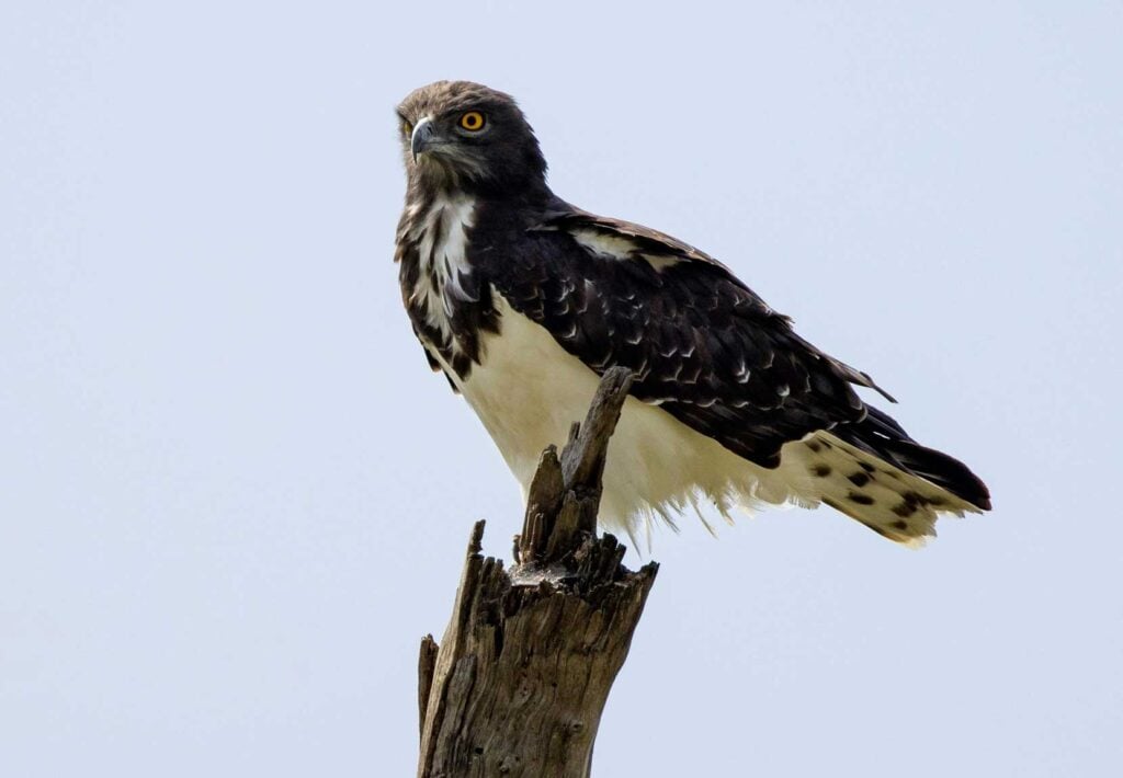 Birding Bucket List: An Unforgettable 200+ Species at Kirkman's Kamp - Sabi Sands Game Reserve
