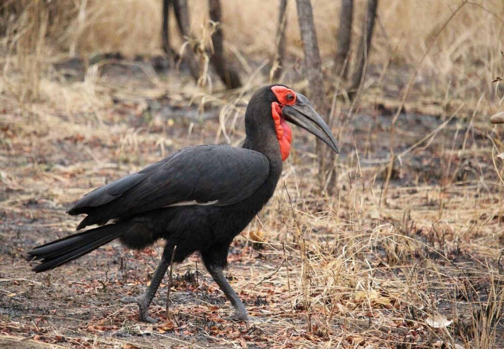 Birding Bucket List