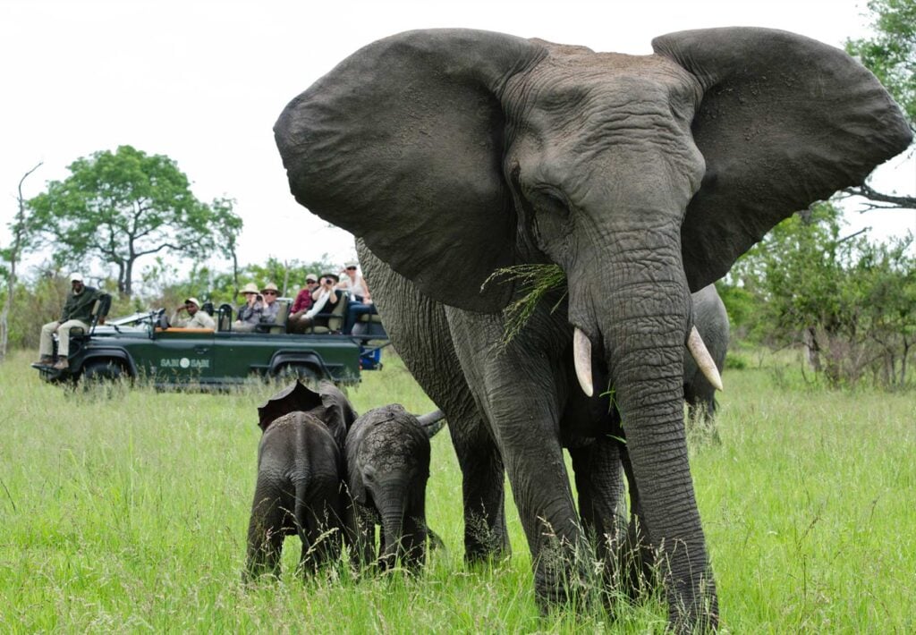 Best Time to Visit Sabi Sands: A Month-by-Month Safari Guide - Sabi Sands Game Reserve