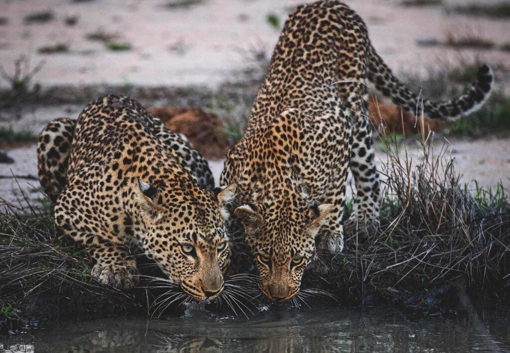 Best time to visit sabi sands
