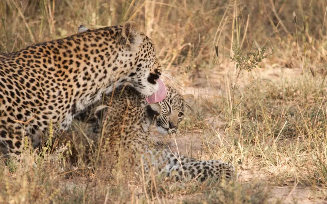 Why Are Sabi Sands Leopards So Habituated? The Science Behind the Sightings