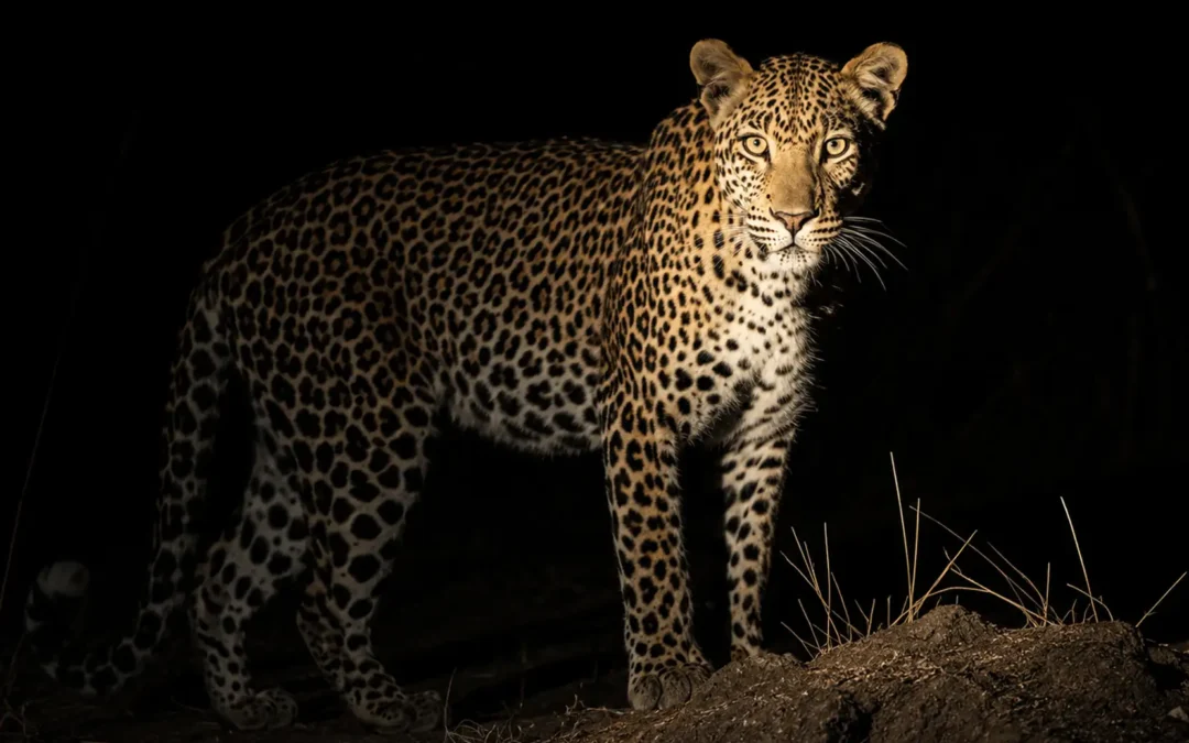 Sabi Sands Night Drives: Leopard, Civets and the Dark Hours