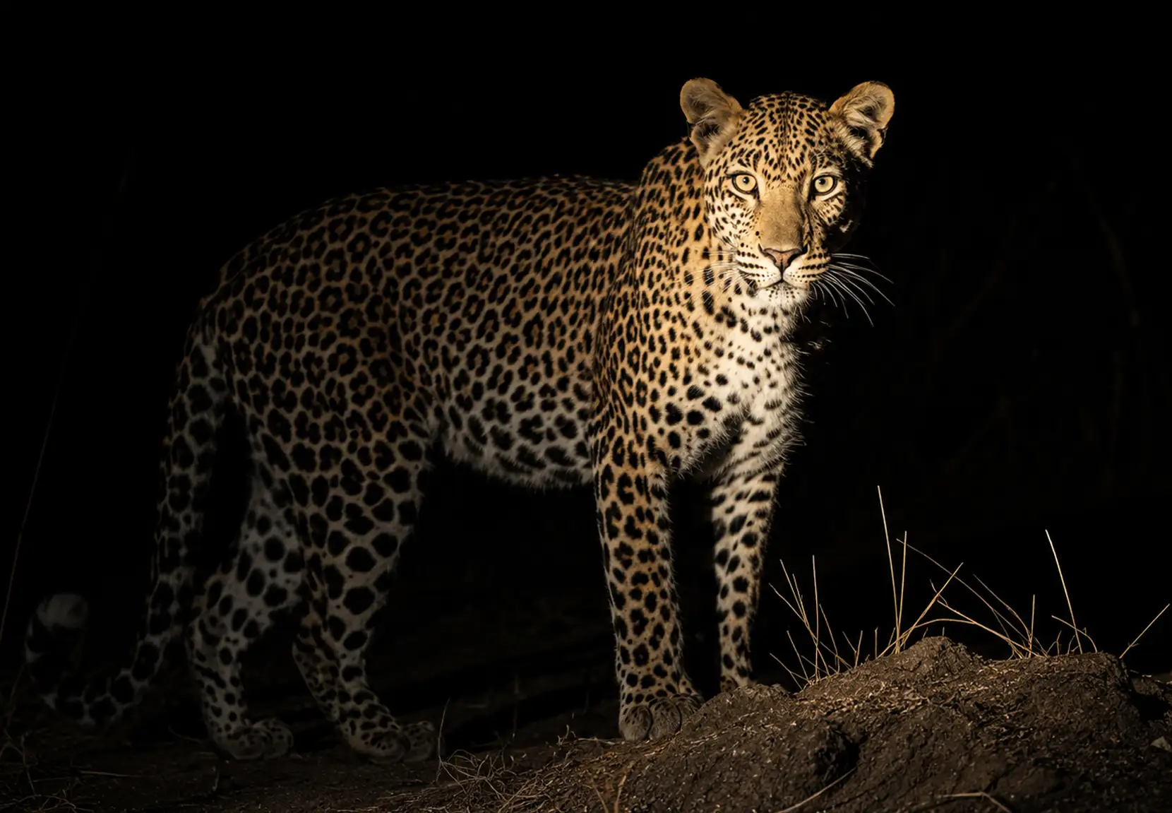 Sabi Sands Night Drive Sabi Sands Night Drive